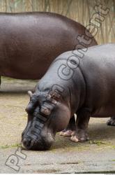 Head Hippopotamus